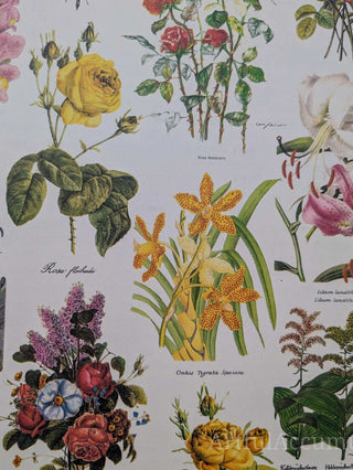 Floral Specimen 3 ring binder with photo pages, green binding -  - #tag1# - #tag2# - #tag3# - #tag4# - the Artful Accumulator's Vintage Boutique